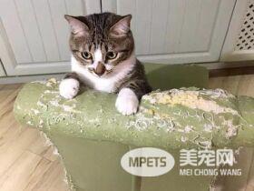 为什么猫会在看到你的时候把肚皮翻过来