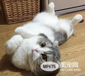为什么猫会在看到你的时候把肚皮翻过来