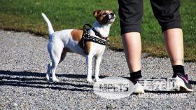 养宠物能预防疾病?研究发现:宠物体味含化合物可防癌