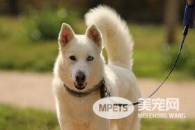 养宠物能预防疾病?研究发现:宠物体味含化合物可防癌