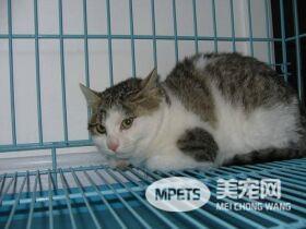 刚养的猫咪为什么老爱躲猫猫 应该关笼训练吗?宠物医生:最好不要