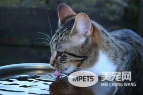 刚养的猫咪为什么老爱躲猫猫 应该关笼训练吗?宠物医生:最好不要