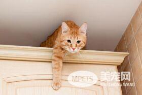 刚养的猫咪为什么老爱躲猫猫 应该关笼训练吗?宠物医生:最好不要