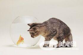 猫咪身体的秘密，猫奴要知道的6大冷知识