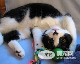 猫咪身体的秘密，猫奴要知道的6大冷知识