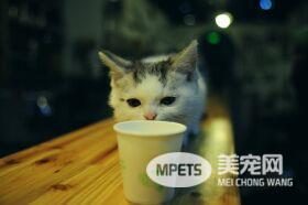 猫咪身体的秘密，猫奴要知道的6大冷知识