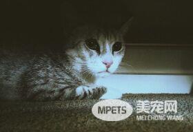 猫咪身体的秘密，猫奴要知道的6大冷知识