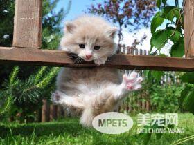 让你爱上猫咪的22个小秘密（下）