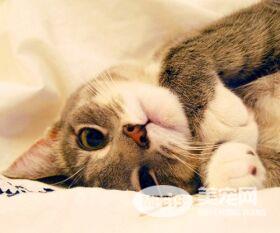 让你爱上猫咪的22个小秘密（下）