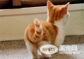 让你爱上猫咪的22个小秘密（上）