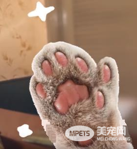 让你爱上猫咪的22个小秘密（上）