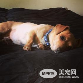 醇粹狗粮好不好？臭臭换粮记，分享我的爱宠换粮心得