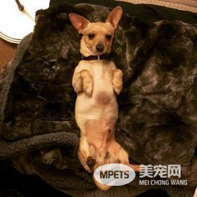 醇粹狗粮好不好？臭臭换粮记，分享我的爱宠换粮心得