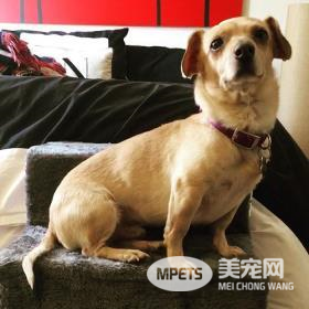 醇粹狗粮好不好？臭臭换粮记，分享我的爱宠换粮心得