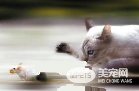 肉，肉，肉！推荐一个肉含量高的国产放心的猫粮品牌