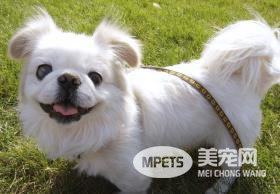 老年犬吃什么狗粮好？分享一款多多吃了4年的高龄犬粮