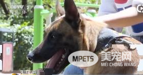为宠物心甘情愿每月花掉三分之一的工资 铲屎官“铲”出1700亿的大市场