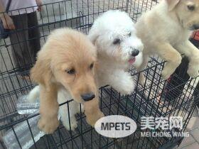 为宠物心甘情愿每月花掉三分之一的工资 铲屎官“铲”出1700亿的大市场