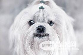 好残忍 主人立遗嘱要求狗狗陪葬 6岁西施犬被强制安乐死火化