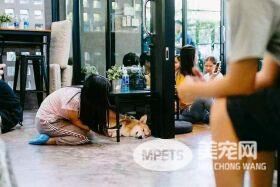柯基咖啡馆 这简直就是柯基爱好者的天堂