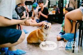 柯基咖啡馆 这简直就是柯基爱好者的天堂