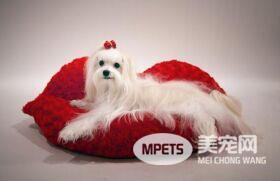你听过坏死性脑炎吗？ 这种病发生在这几种特定犬种身上