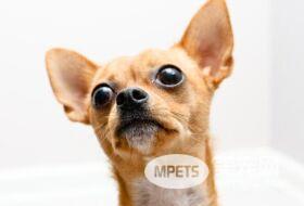 你听过坏死性脑炎吗？ 这种病发生在这几种特定犬种身上