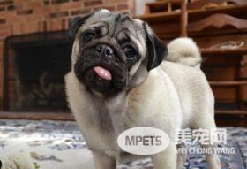 你听过坏死性脑炎吗？ 这种病发生在这几种特定犬种身上