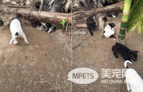 流浪狗妈妈惨遭毒杀 8只小奶狗窝洞穴里吱吱叫