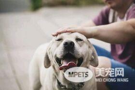 15个养狗之后不自觉改变的小细节 全中的你就是专业狗奴