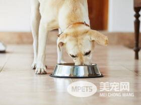 储存宠物食品的4个提示 为确保您的宠物健康请重视起来