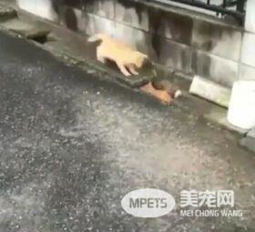 两橘猫隔着水沟玩游戏 超有趣互动被全程录下