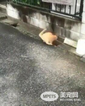 两橘猫隔着水沟玩游戏 超有趣互动被全程录下
