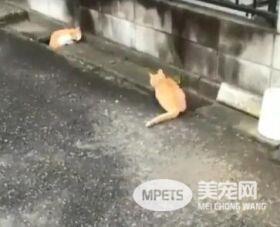 两橘猫隔着水沟玩游戏 超有趣互动被全程录下