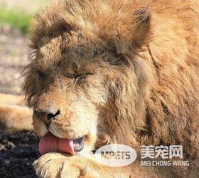 这是狮子在怒吼吗？ 居然零杀伤力，超萌就想抱紧