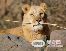 这是狮子在怒吼吗？ 居然零杀伤力，超萌就想抱紧