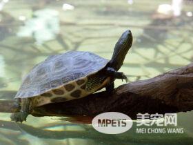 他捡到乌龟暂放在厕所 下一秒开门惊呆了