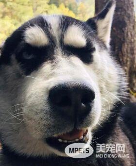 二哈散步冲草堆！惨遭蛇吻 肿成包子脸