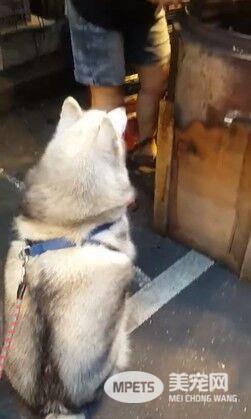 哈士奇排队买地瓜 急到跺脚 买不到不回家