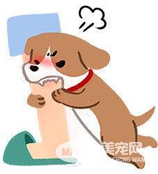 狗狗睡不好的4种后遗症 甚至会出现攻击行为