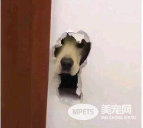 你知道你的狗子为了出去玩 有多拼吗?