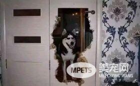 你知道你的狗子为了出去玩 有多拼吗?