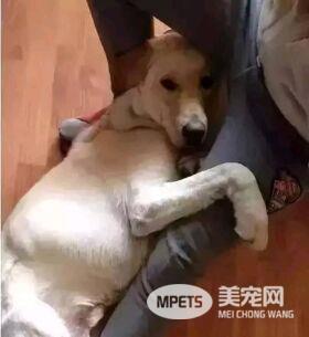 你知道你的狗子为了出去玩 有多拼吗?