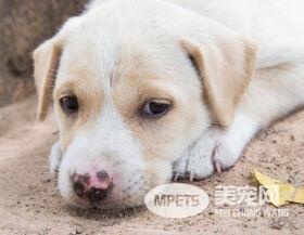 我家的狗狗腹泻是怎么回事? 导致狗狗腹泻原因这些