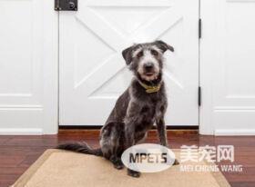 我家的狗狗腹泻是怎么回事? 导致狗狗腹泻原因这些