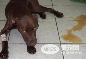 我家的狗狗腹泻是怎么回事? 导致狗狗腹泻原因这些