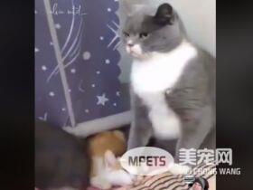 下马威让你知道谁是老大! 小猫被霸凌幸好马麻来救场