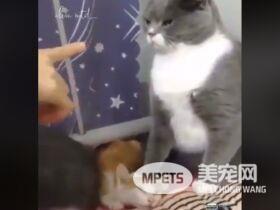 下马威让你知道谁是老大! 小猫被霸凌幸好马麻来救场