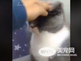 下马威让你知道谁是老大! 小猫被霸凌幸好马麻来救场