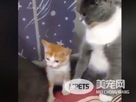 下马威让你知道谁是老大! 小猫被霸凌幸好马麻来救场